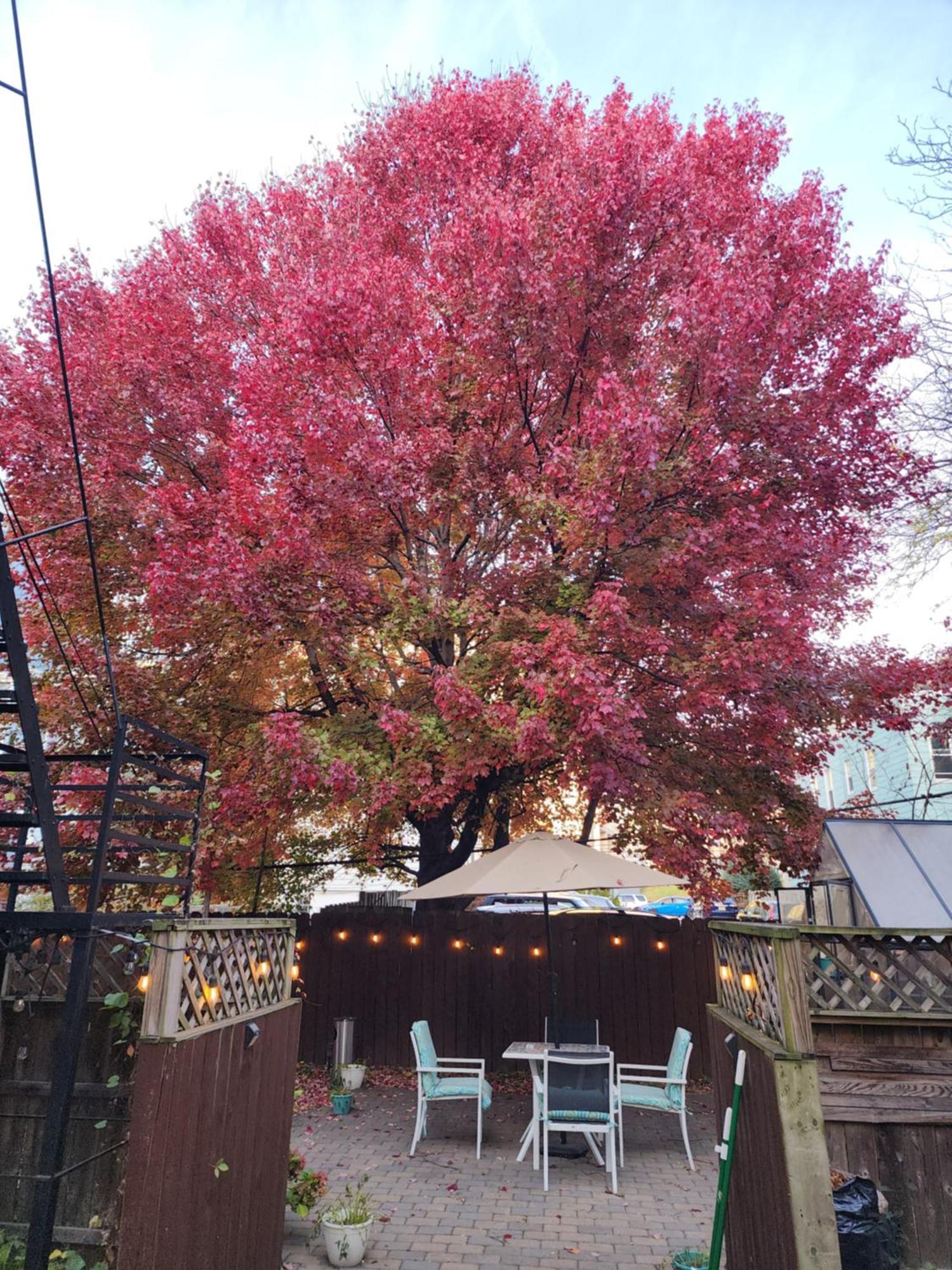 Magnolia Stay Near New York City Jersey City Exterior foto